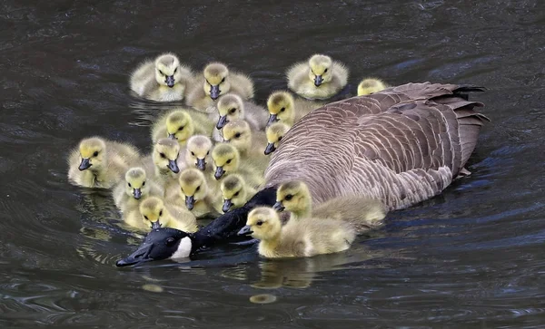 Una grieta de goslings rodean a un ganso canadiense adulto mientras nada —  Fotos de Stock