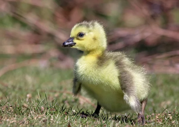 Nyfödd Liten Gosling Promenader Gräset Lokal Wildlife Park Refuge — Stockfoto