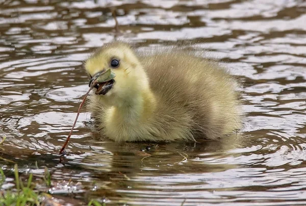 Newborn Tiny Gosling Swimming Pond Local Wildlife Park Refuge — Stock Photo, Image