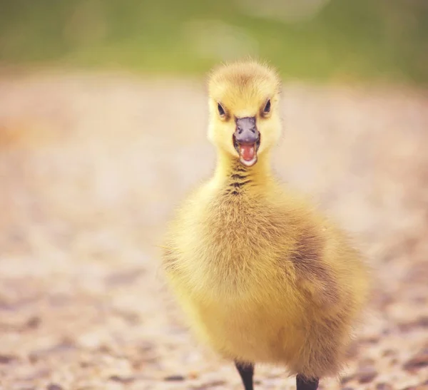 Gosling Canadian Goose Trąbić Lub Quacking Lokalnym Parku Stonowanych Aplikacji — Zdjęcie stockowe