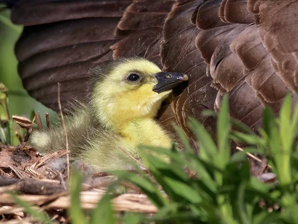 Tout Nouveau Gosling Blottit Avec Mère Dans Nid Dans Refuge — Photo