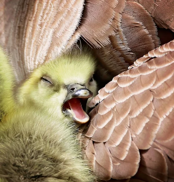 Brand New Gosling Cuddles Its Mom Nest Local Wildlife Park — Stock Photo, Image