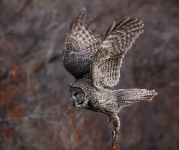 a great gray owl hunting in a ravine