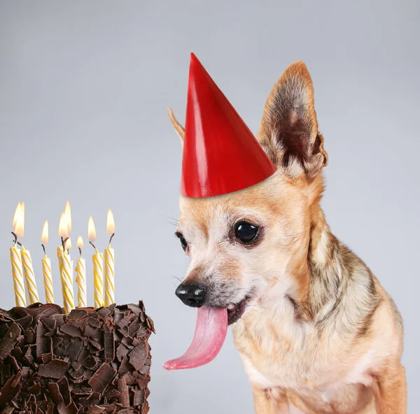 Um chihuahua em um fundo cinza lambendo um bolo com um chapéu de festa de aniversário em — Fotografia de Stock