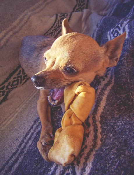 Un lindo cachorro chihuahua masticando un hueso de cuero crudo delante de una w — Foto de Stock