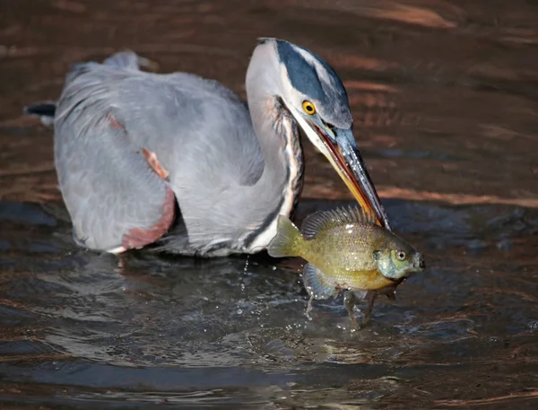 \great blue heron — Zdjęcie stockowe