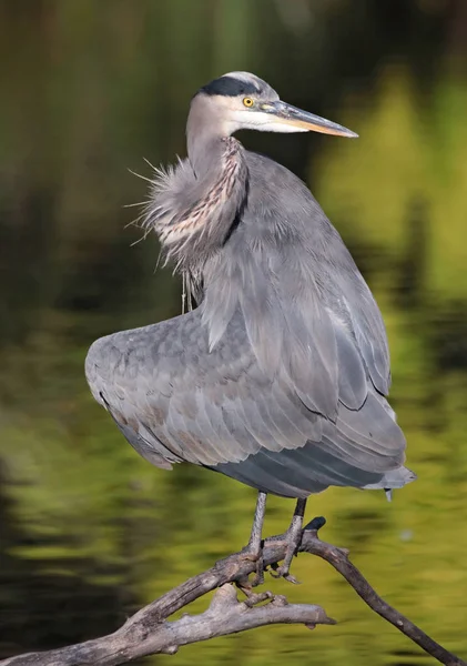 Stor blå häck — Stockfoto