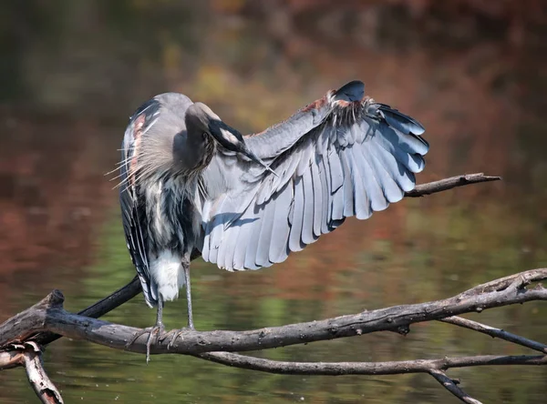 Nagy kék heron — Stock Fotó