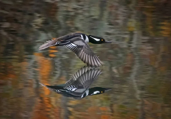 Vackra Hooded Merganser Foto Naturlig Miljö — Stockfoto