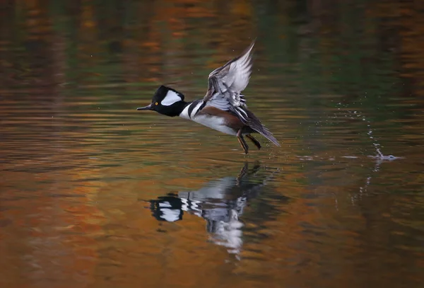 Belle Photo Hareng Capuchon Dans Environnement Naturel — Photo