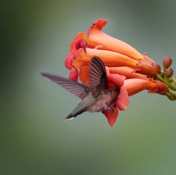 Schönes Kolibri Foto Einer Natürlichen Umgebung — Stockfoto
