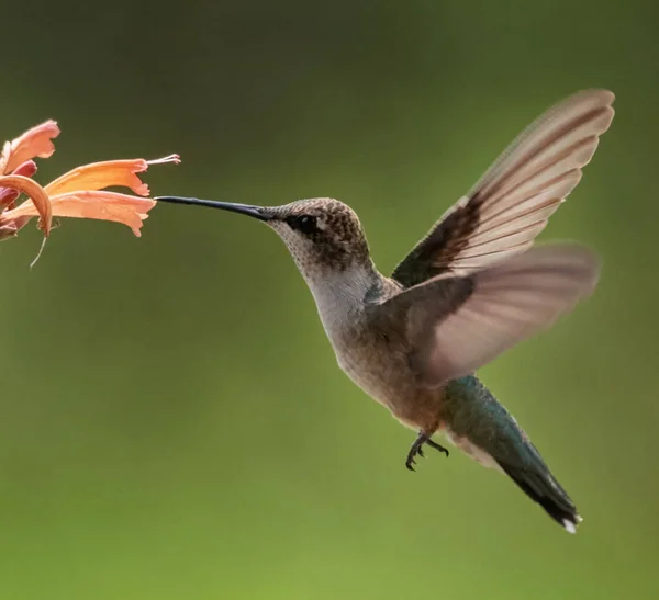Schönes Kolibri Foto Einer Natürlichen Umgebung — Stockfoto