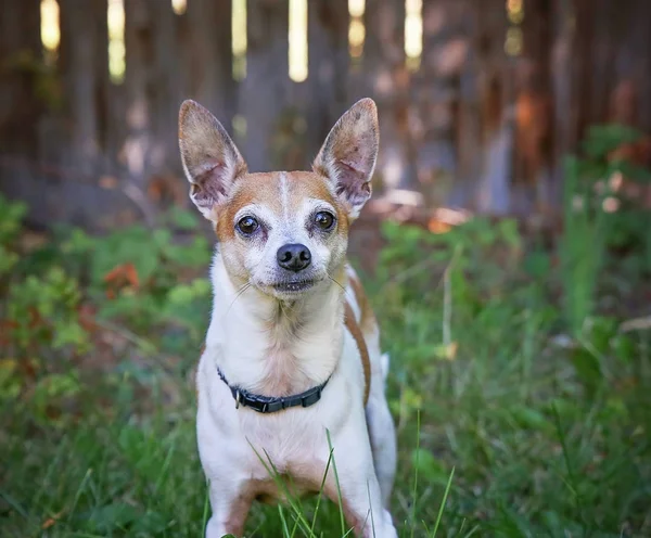 Mignon rat terrier dans le studio — Photo