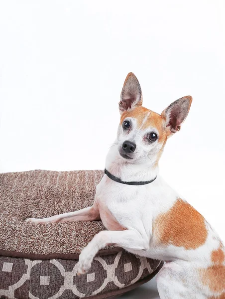 Cute rat terrier in the studio — Stock Photo, Image