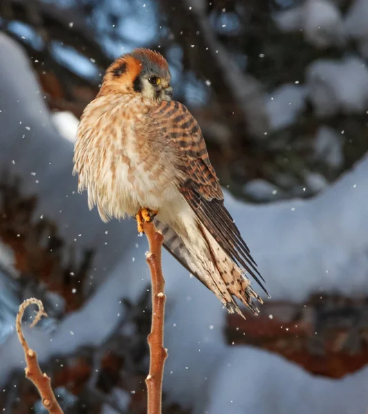 Un cernícalo cazando en la nieve sobre una rama —  Fotos de Stock