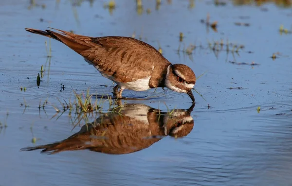 Ein Killerhirsch, das sich in einem Sumpfgebiet in der Nähe des Flusses an einem warmen, sonnigen Tag ernährt — Stockfoto