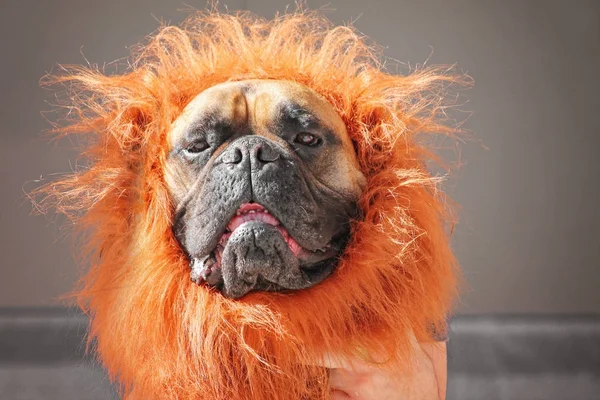 Un grande toro mastiff boxer in un costume da leone tonica con un retro — Foto Stock