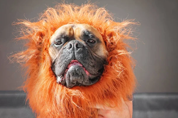 Un grande toro mastiff boxer in un costume da leone tonica con un retro — Foto Stock