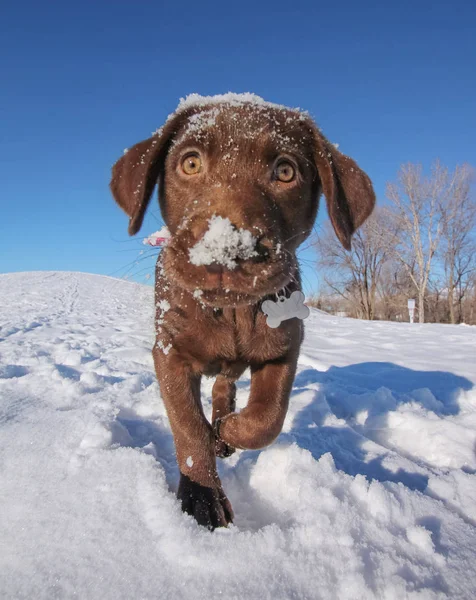 Милый щенок из шоколадной лаборатории, играющий в снегу на ясном солнце — стоковое фото