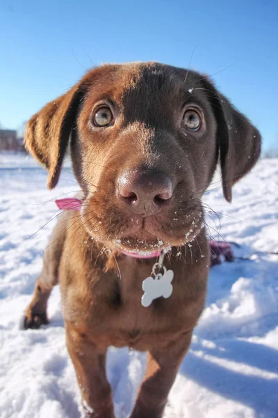 A cute chocolate lab puppy playing in the snow on a clear sunny — Stock Photo, Image