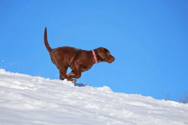 a cute chocolate lab puppy playing in the snow on a clear sunny