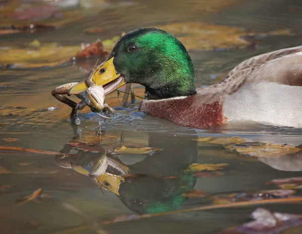 Doğal bir ortamda güzel yeşilbaş fotoğraf