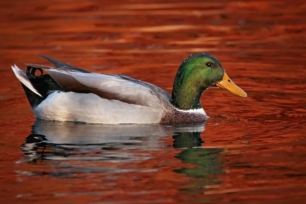 Bella foto germano reale in un ambiente naturale — Foto Stock