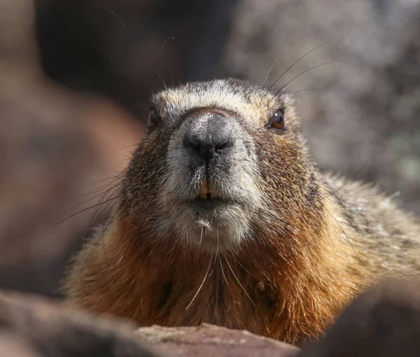 Una linda marmota asomando su cabeza desde una madriguera detrás de las rocas — Foto de Stock