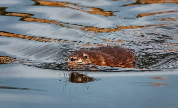 Eine Bisamratte Schwimmt Bei Sonnenuntergang Wasser Einem Örtlichen Wildtierzufluchtsweiher — Stockfoto