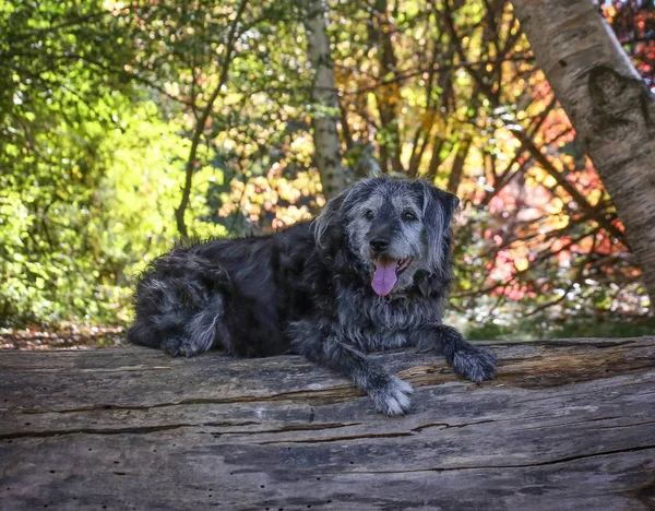 Grande Cão Misto Posando Para Câmera Durante Dia Quente Verão — Fotografia de Stock