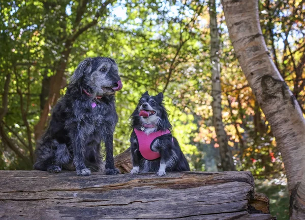 Un gran perro de raza mixta y un pomerania con un arnés rosa en —  Fotos de Stock