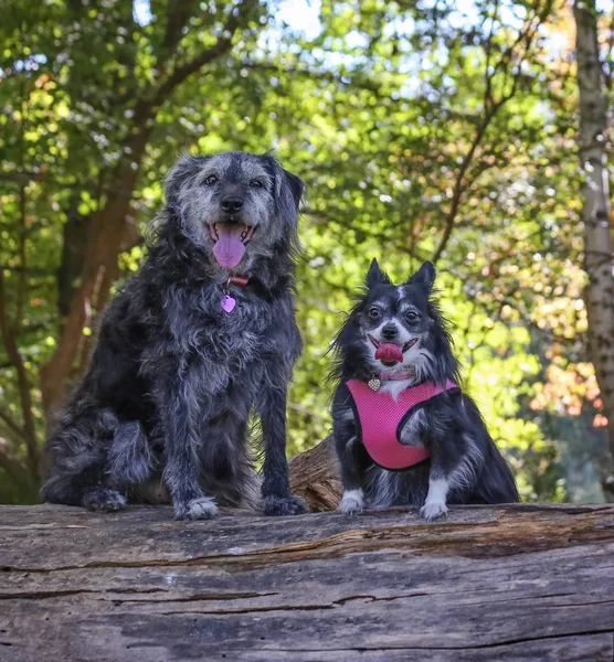 Een groot gemengd ras hond en een Pommeren met een roze harnas — Stockfoto