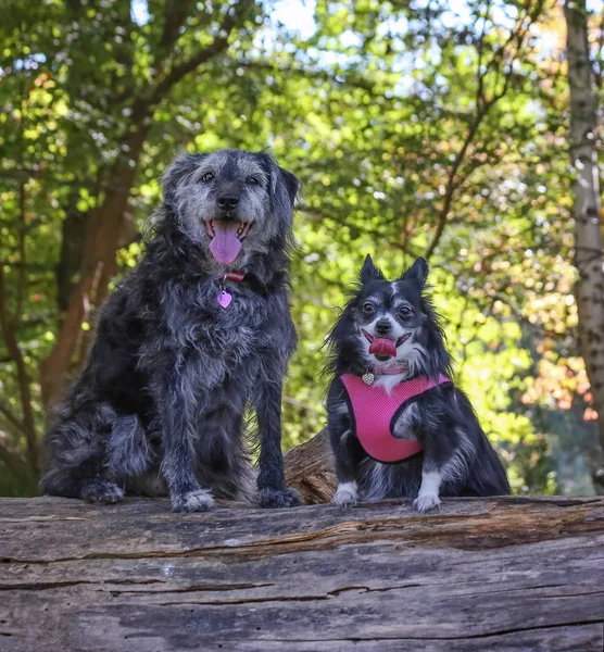 Un grand chien de race mixte et un poméranien avec un harnais rose sur — Photo