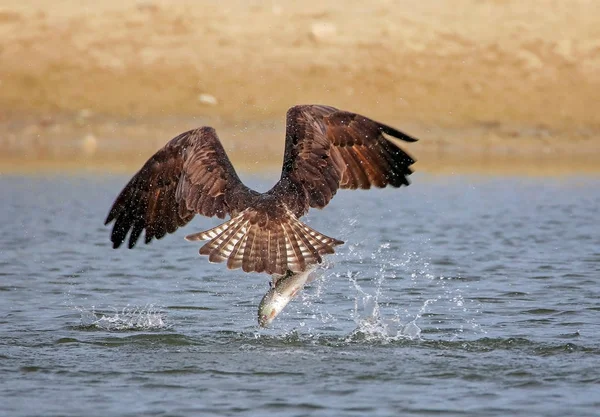 Caza de águila pescadora — Foto de Stock