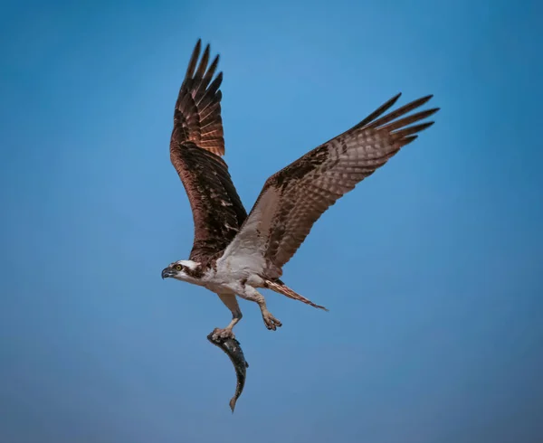 Caza de águila pescadora — Foto de Stock