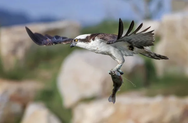 Una hermosa foto de un águila pescadora con un pez en sus garras — Foto de Stock