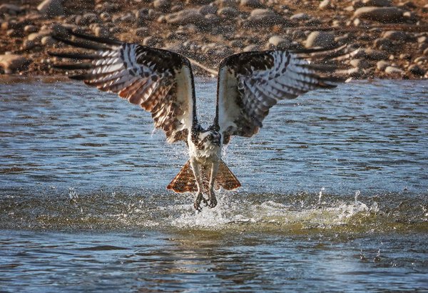 osprey hunting for fish