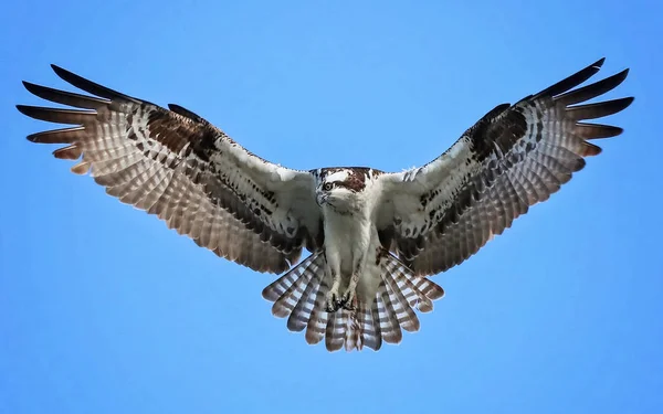 Un falco pescatore alla ricerca di cibo mentre si aggira e vola nel sk — Foto Stock