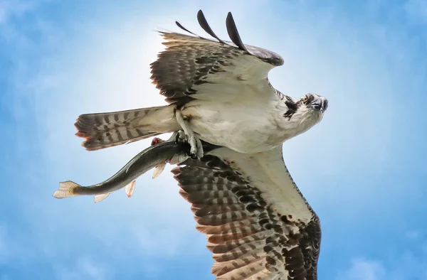 osprey hunting for fish