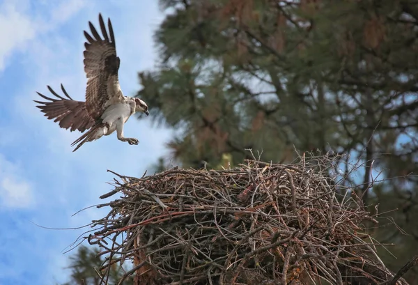 Uma bela foto de uma ospreia — Fotografia de Stock