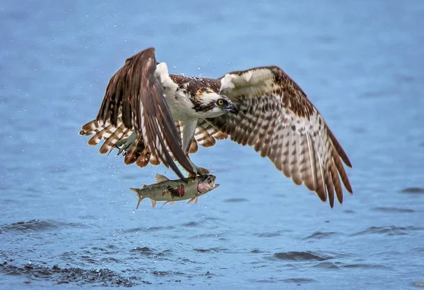 Caza de águila pescadora — Foto de Stock