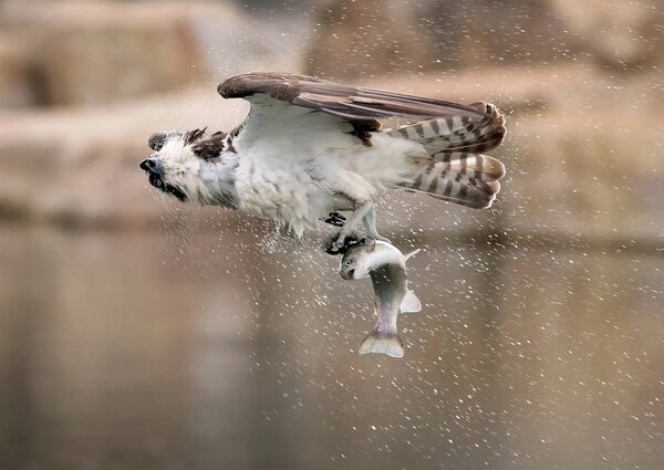 osprey hunting for fish