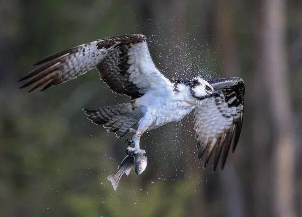 Fischadler jagen nach Fischen — Stockfoto