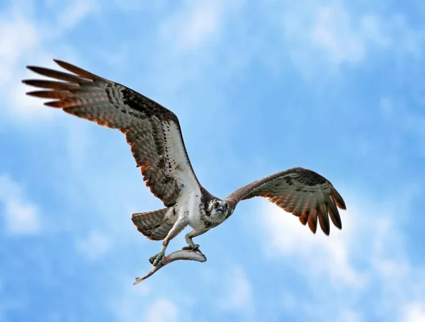 Osprey jaagt vis — Stockfoto