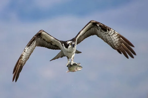 Fischadler jagen nach Fischen — Stockfoto