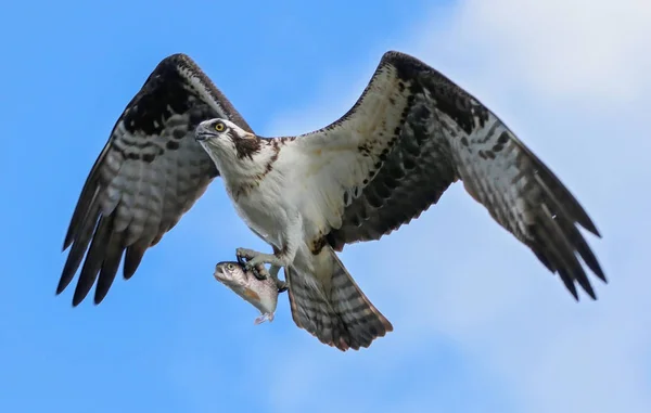 Fischadler jagen nach Fischen — Stockfoto