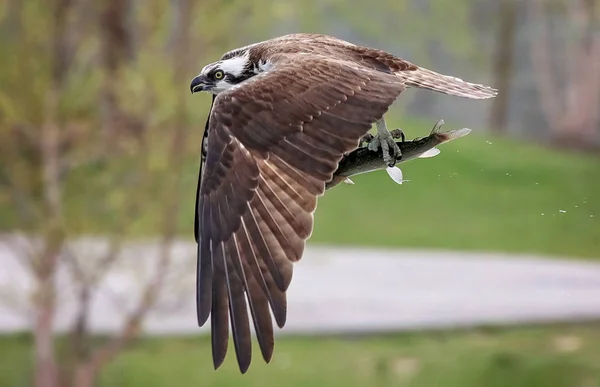 Osprey hunting for fish — Stock Photo, Image