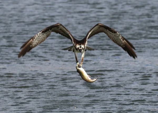 Osprey polowania na ryby — Zdjęcie stockowe