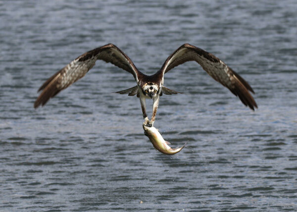 osprey hunting for fish