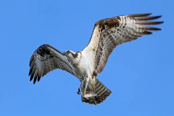 Fischadler jagen nach Fischen — Stockfoto